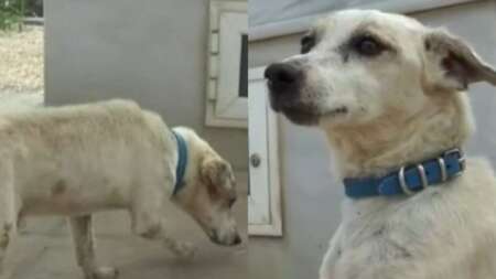 συγκινητική-ιστορία-ο-χάτσικο-της-κ-71855