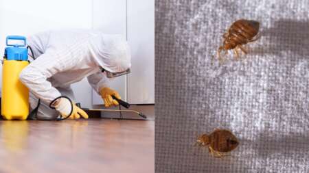 κόκκινος-συναγερμός-οι-κοριοί-έφτασα-92419