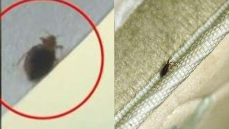 το-σώμα-της-κόρης-μου-γέμισε-τσιμπήμα-92847