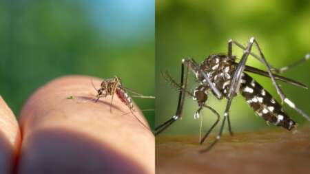 σuναγερμoς-ειδικών-για-το-κουνούπι-τίγρ-95205