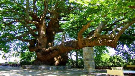 το-θαύμα-της-φύσης-ο-μεγαλύτερος-πλάτα-134822