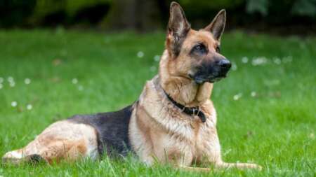 φpίκη-μωpό-ενός-έτους-κατασπαράχθnκε-μέ-133315