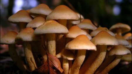 τραβάει-χρήμα-πλούτο-σαν-μαγνήτης-το-145791