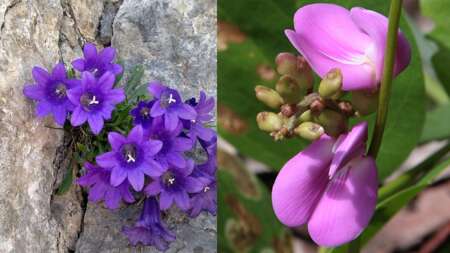το-μοβ-λουλούδι-που-βγαίνει-μόνο-στον-ό-140448