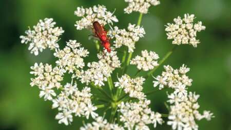 προσοχή-το-επικίνδυνο-φυτό-που-προκαλ-143063