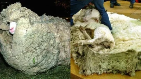 το-ατίθασο-πρόβατο-που-κρύφτηκε-για-6-χρ-140446