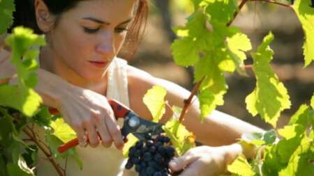 ο-χυμός-θαύμα-που-καίει-το-λίπος-σου-158502