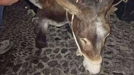 θλιβερές-εικόνες-γαϊδουράκι-γονατί-167845