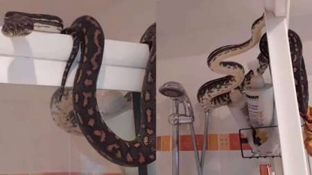 μπήκε-να-κάνει-ντουζ-και-είδε-μπροστά-τ-193279