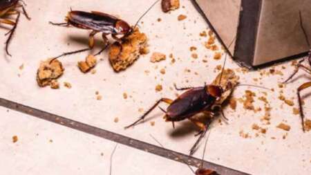 το-κρυφό-κόλπο-για-να-απαλλαγείτε-ορισ-199039