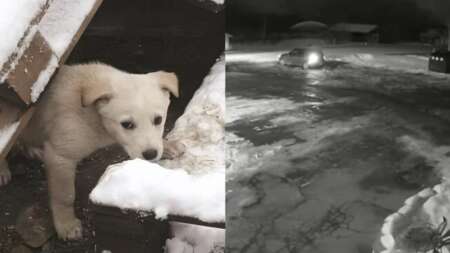 οδηγός-εγκατέλειψε-σκύλο-στα-χιόνια-γ-201181