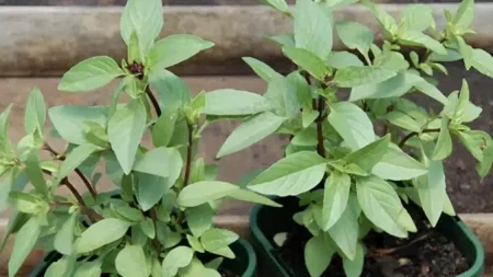 8-είδη-φυτών-που-απωθούν-τα-φίδια-φυτέψ-201854