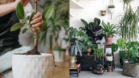 τραβάει-τη-γροuσουζιά-σαν-μαγνnτης-το-φ-198343