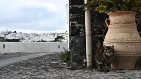 θριλερ-στην-σαντορινη-νεοσ-συναγερμ-204314