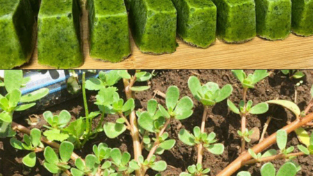 αντράκλα-το-καταπληκτικό-μυστικό-της-204441