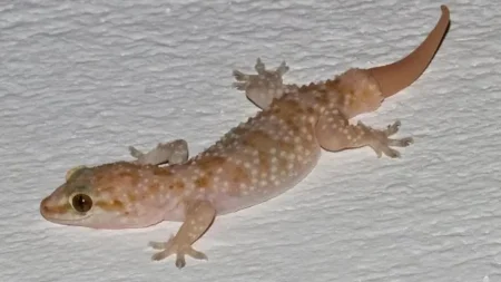 αυτό-το-πλάσμα-σε-προστατεύει-αθόρυβα-208697