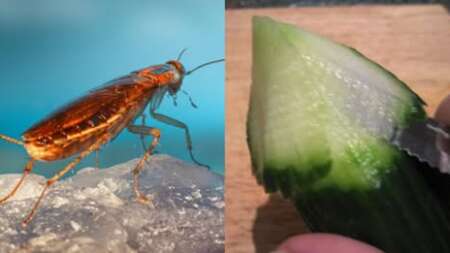 απόψε-το-βράδυ-βάλε-φέτες-από-αυτό-το-λα-212480