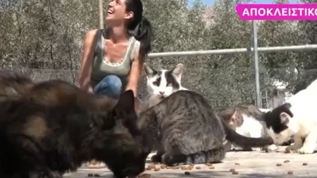 ευτυχία-μελή-έχω-120-γάτες-χρειάζομαι-10-κ-212635
