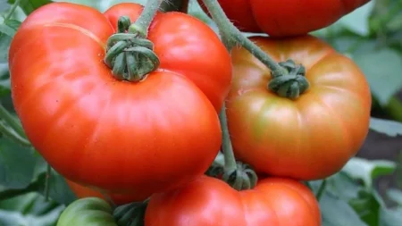 κόλπα-πως-να-ξεχωρίστε-τις-φυσικά-ώριμ-212654