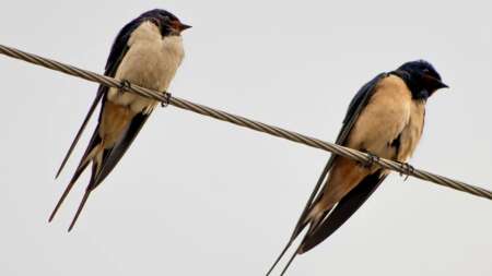 ήρθαν-τα-πρώτα-εξαντλημένα-χελιδόνια-208795