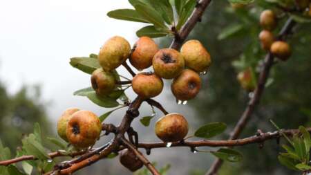 το-ξεχασμένο-δέντρο-που-μεγάλωσε-πολλ-213398