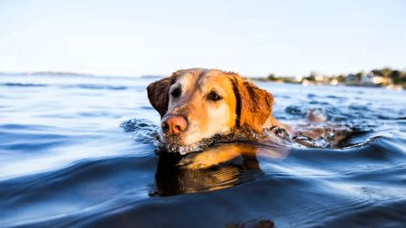 το-λιμενικό-διέσωσε-σκύλο-που-βρέθηκε-208558