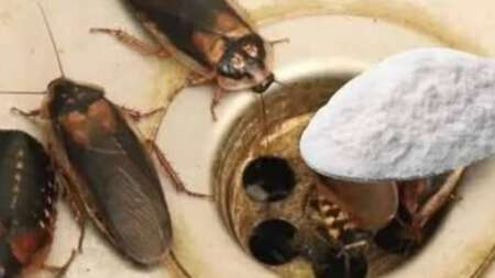 πώς-να-εξαφανίσετε-τους-ψύλλους-τα-μυρ-211627
