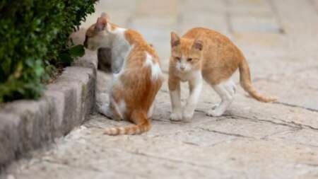 σοκ-μόλις-τον-συνέλαβαν-209340