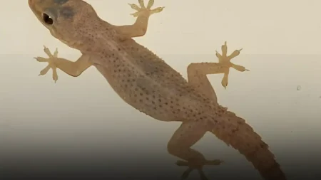 αυτό-το-πλάσμα-σε-προστατεύει-αθόρυβα-208653