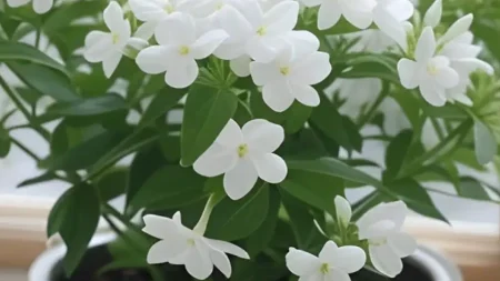 11-από-τα-καλύτερα-αρωματικά-φυτά-που-θα-212214