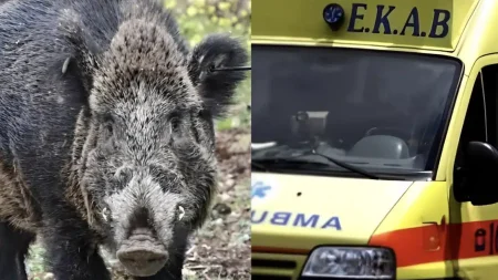 κυνηγός-δέχτηκε-επίθεση-από-αγριογού-212977