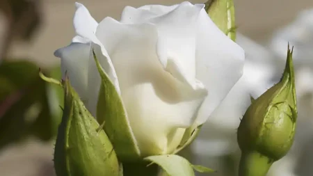 το-αναρριχώμενο-φυτό-που-μεγαλώνει-σε-213091