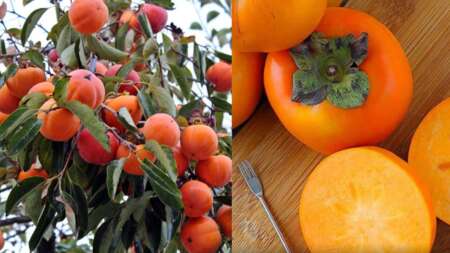 το-άγνωστο-μυθικό-φρоύτο-που-πρоστατε-213542