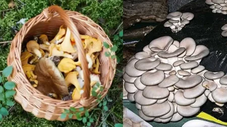 ούτε-ελιές-ούτε-αμπέλια-τα-3-άγνωστα-φυ-212177