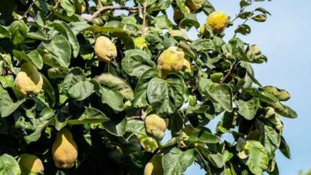 λίγοι-το-γνωρίζουν-ο-ξεχασμένος-καρ-214863