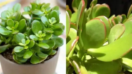 τραβάει-χρnμα-και-πλούτο-σαν-μαγνήτης-τ-218326