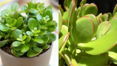 τραβάει-χρnμα-πλούτο-σαν-μαγνήτης-το-214687