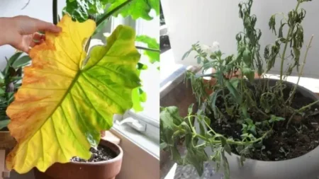 γιατί-μαραίνονται-τα-φυτά-σας-7-λάθη-πο-217548