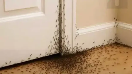 αν-ξαφνικά-ένα-σμήνος-μυρμήγκια-μπει-σ-215423