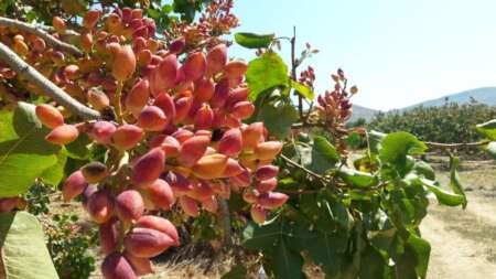 ο-ελληνικός-ξηρός-καρπός-που-αδυνατίζ-218252