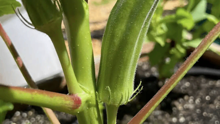 το-παρεξηγημένο-πράσινο-λαχανικό-που-219811