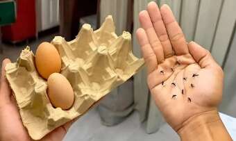 μην-πετάτε-πια-τα-κουτιά-αυγών-σας-ιδού-214606