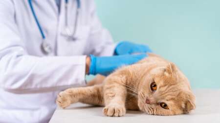 11-σημάδια-ότι-η-γάτα-σου-πλησιάζει-το-τέ-217810