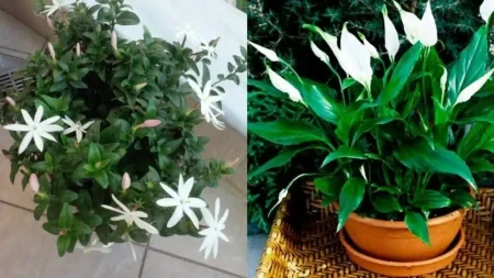 τα-φυτά-της-τεμπέλας-20-φυτά-για-το-μπαλκ-215054