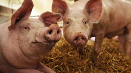 γιατί-οι-εβραίοι-και-οι-μουσουλμάνοι-δ-219272