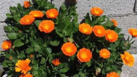 το-λουλούδι-που-αντιστοιχεί-στο-μήνα-π-218243