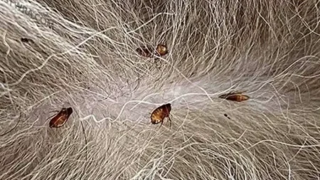 tο-κόλπο-για-να-απαλλαγούν-τα-κατοικίδι-218634