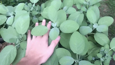 το-φυτό-της-αθανασίας-που-ρίχνει-σάκ-218504