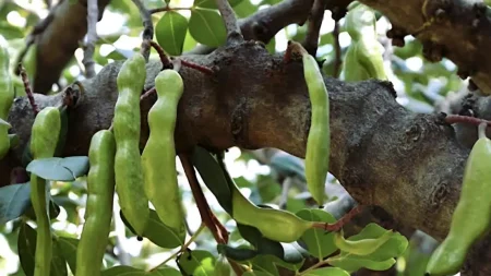 η-τροφή-της-κατοχής-κορυφαία-πηγή-ασβε-218620