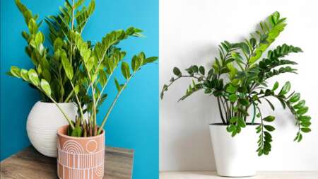 το-ανθεκτικό-φυτό-που-είναι-κατάλληλο-222102